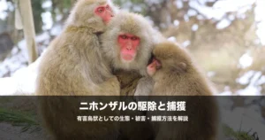 ニホンザルの農業被害と駆除｜捕獲許可の仕組み・方法を初心者向けに解説