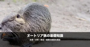 ヌートリアの駆除と猟｜西日本で急増する外来種の生態・被害・捕獲方法