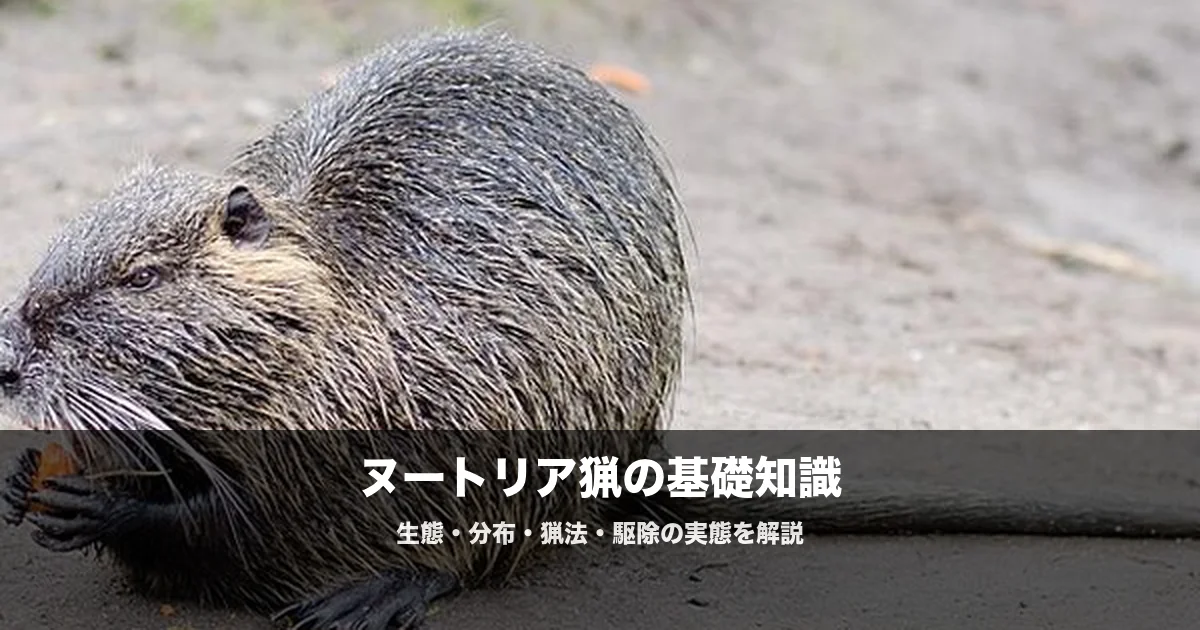 ヌートリアの駆除と猟｜西日本で急増する外来種