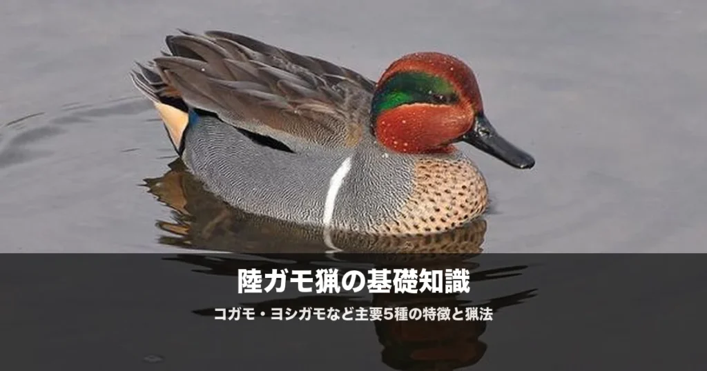 陸ガモ猟の始め方|コガモ・ヨシガモなど5種の見分け方と猟法を解説