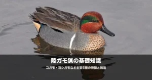 陸ガモ猟の始め方｜コガモ・ヨシガモなど5種の見分け方と猟法を解説