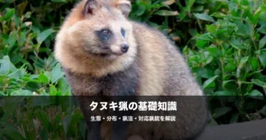 タヌキ猟の始め方｜対応猟銃・猟法・ジビエとしての活用を解説