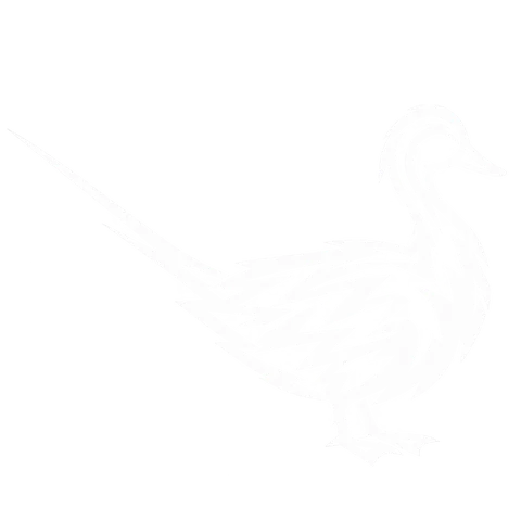 オナガガモのグリフ